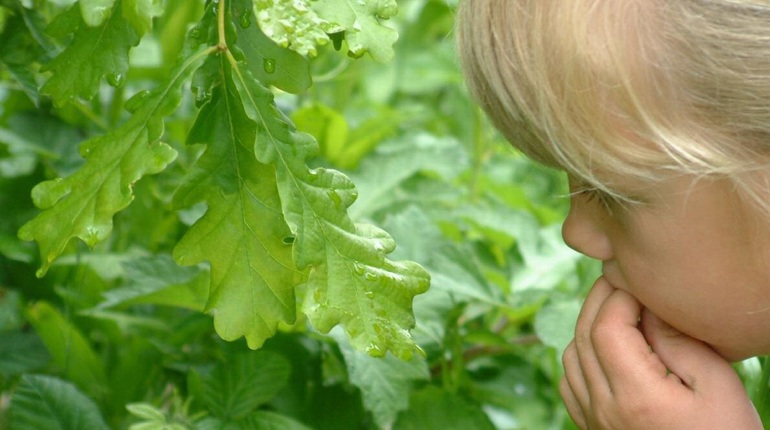 child looking at oak leaves child looking at oak leaves