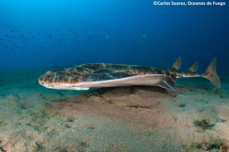 angelsharks in wales – your help needed