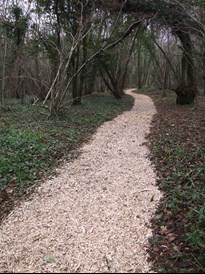 Penhow woodland path