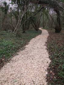 Penhow woodland path