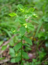 Upright spurge at Penhow woodlands