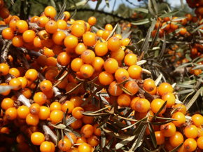 sea buckthorn