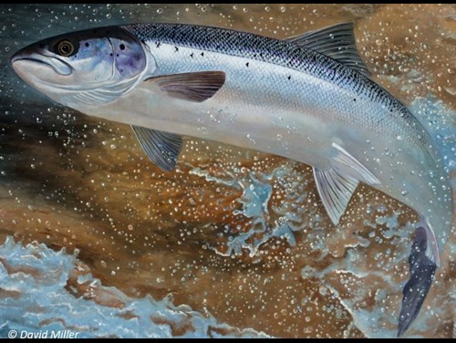 Painting of a leaping salmon by David Miller