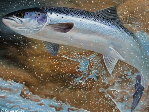 Painting of a leaping salmon by David Miller