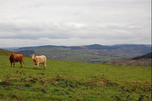 Two cows near Port Talbot