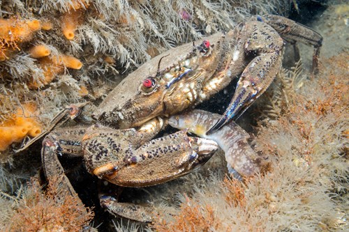 A velvet swimming crab with a butterfish in the Menai Strait