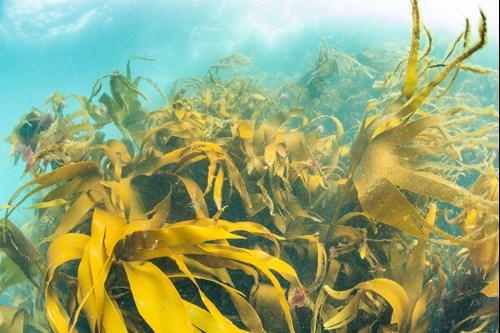 an underwater kelp forest