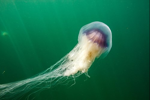 A jellyfish floating underwater off of the coast of North East Wales