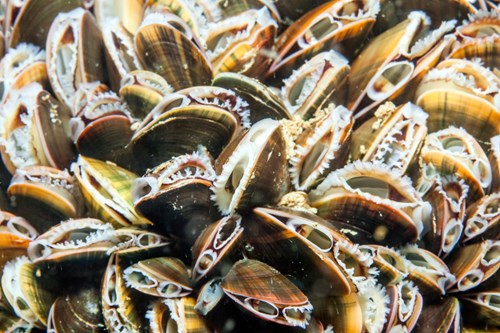 A bed of blue mussels off the coast of South West Wales.