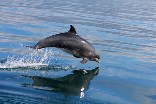 A bottlenose dolphin leaping out of the water.