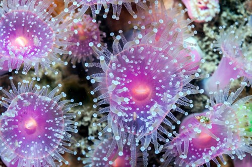 A close up shot of Jewel anemone polyps in South West Wales