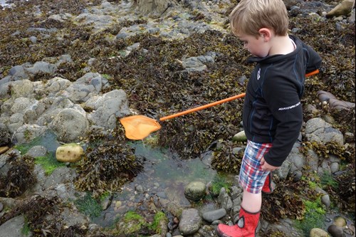 A young child rock pooling with a net in Pembrokeshire
