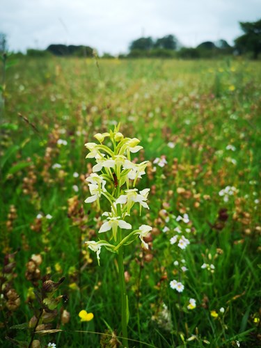 Greater butterfly orchid close up with haymeadow habitat in background