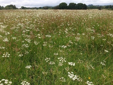 Field with flowering whorled caraway on a Site of Special Scientific Interest in Powys