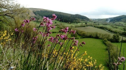 Landscape View Taken From Stanner Rocks National Nature Reserve With Rare Plant Sticky Catchfly In Foreground