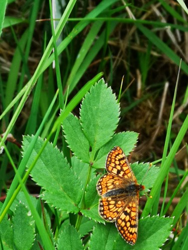 Photograph Of Marsh Fritillary Butterfly On Leaf