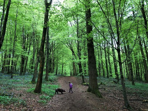 Forest fawr woodland