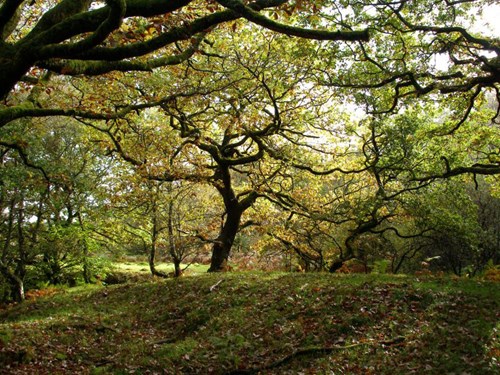 Oak woodland in Merthir