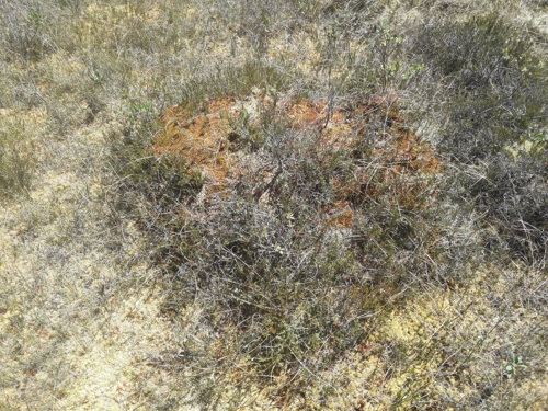 Sphagnum beothuk during the recent dry weather