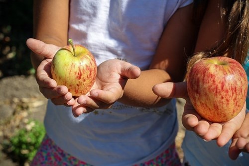 Apples held in two hands