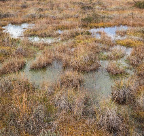 area of wetlands