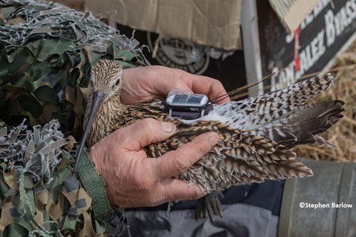 Curlew tagged with GPS satellite