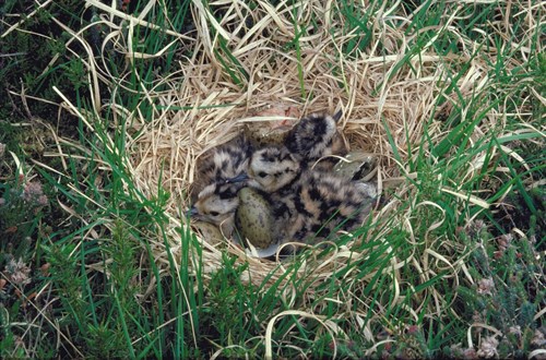 Curlew chicks in a nest.